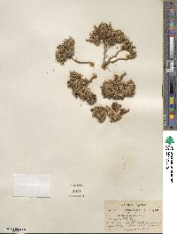 Silene acaulis image