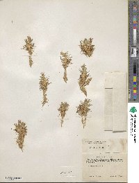 Silene acaulis image