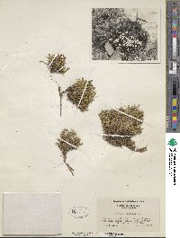 Silene acaulis image