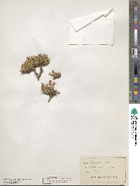 Silene acaulis image