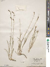 Silene verecunda image