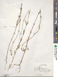 Silene antirrhina image