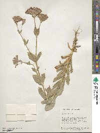 Silene armeria image