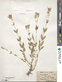 Silene armeria image