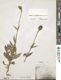 Image of Silene bellidifolia