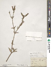 Silene bellidifolia image