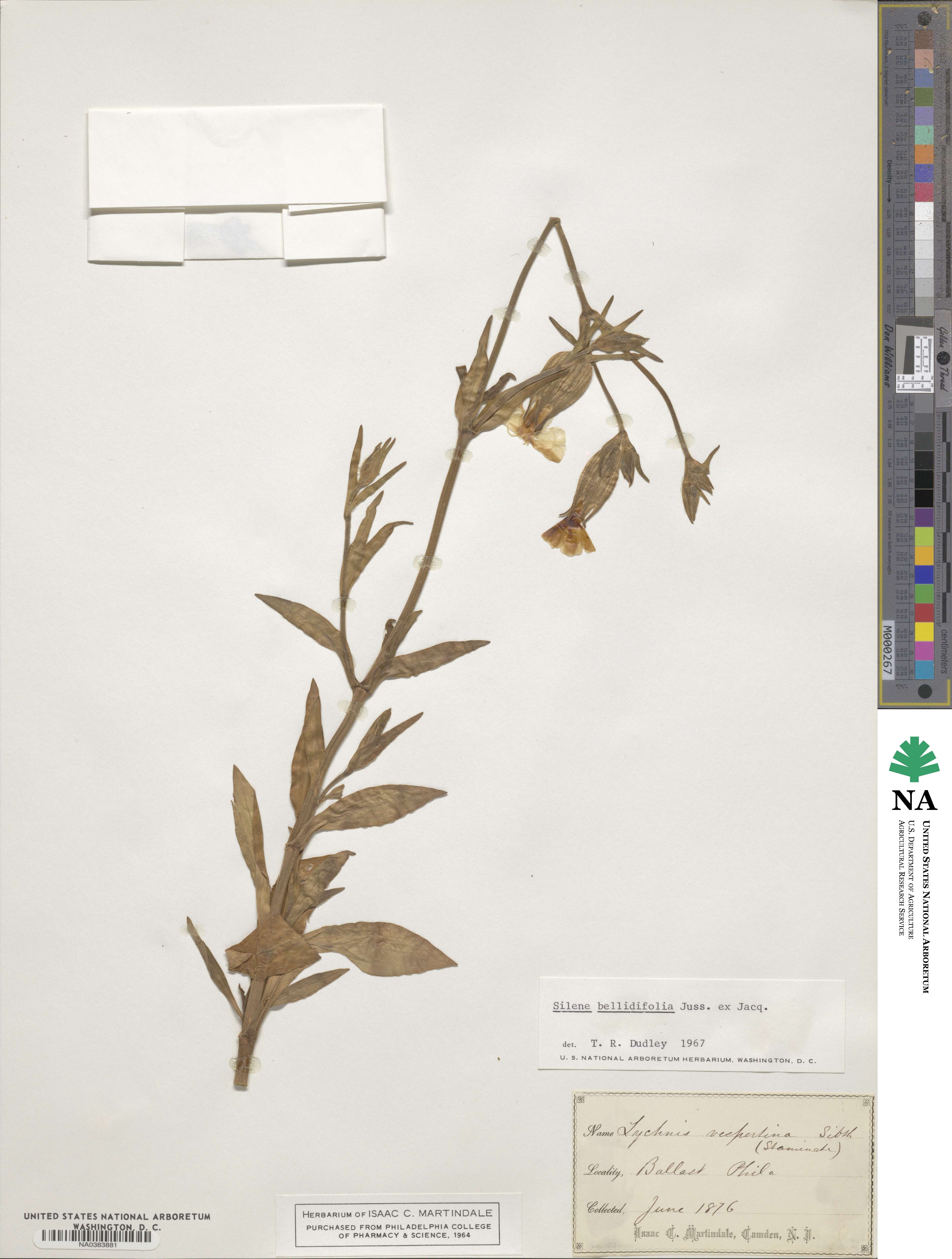 Silene bellidifolia image