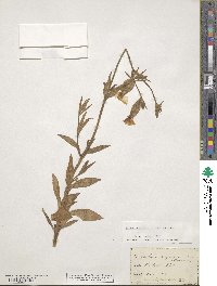 Silene bellidifolia image