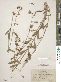 Image of Silene bridgesii