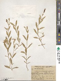 Silene laciniata subsp. californica image