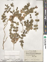 Silene laciniata subsp. californica image