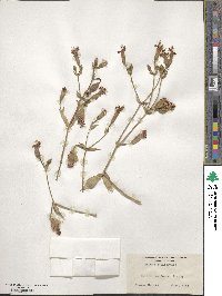 Silene laciniata subsp. californica image