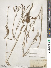 Silene laciniata subsp. californica image