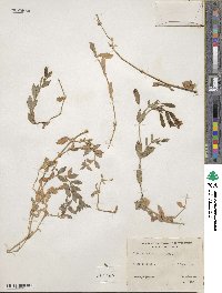 Silene laciniata subsp. californica image