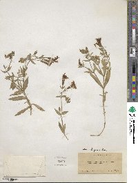 Silene laciniata subsp. californica image