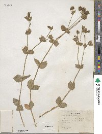 Silene campanulata image