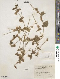 Silene campanulata image