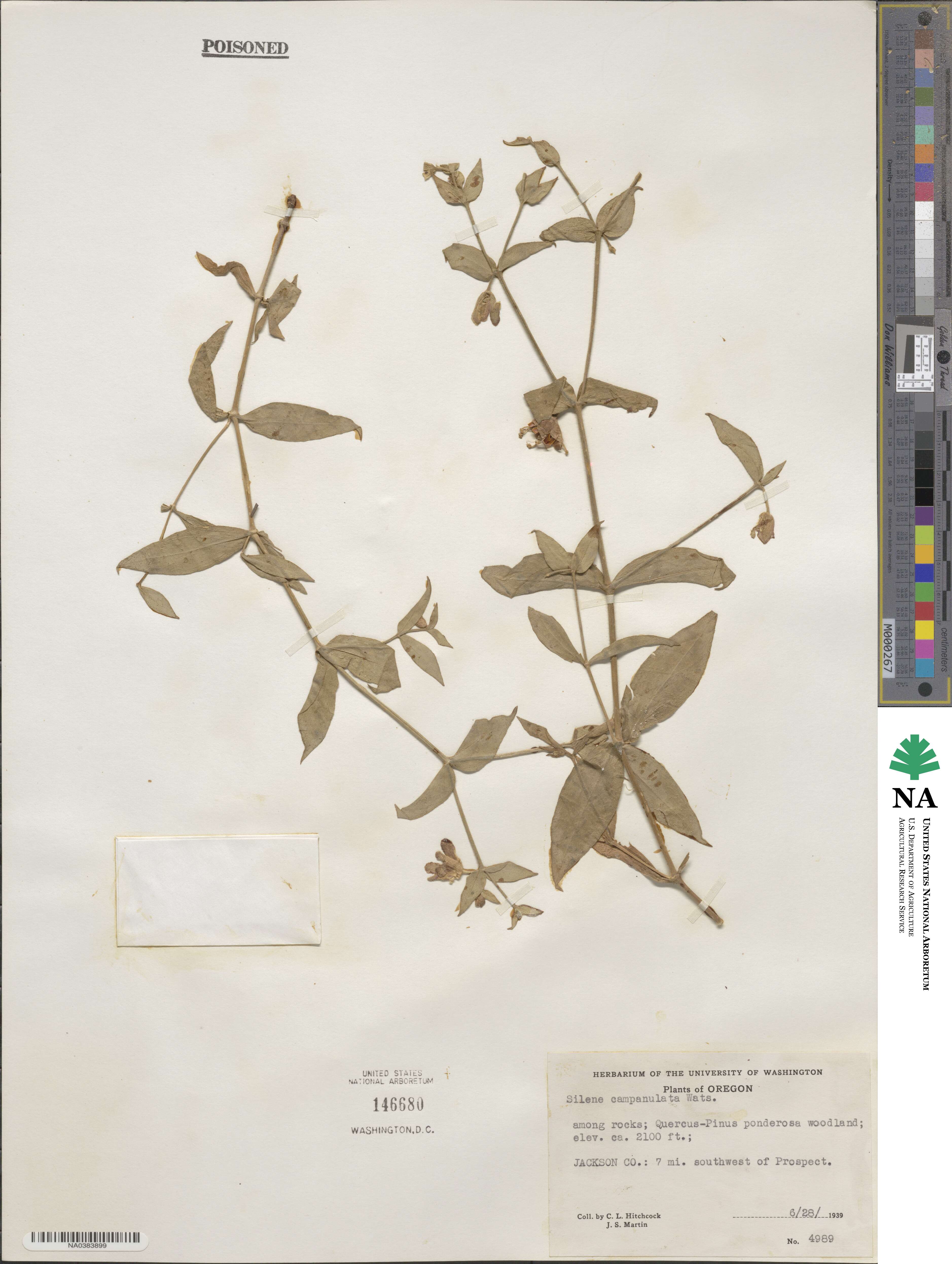 Silene campanulata image