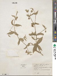 Silene campanulata image