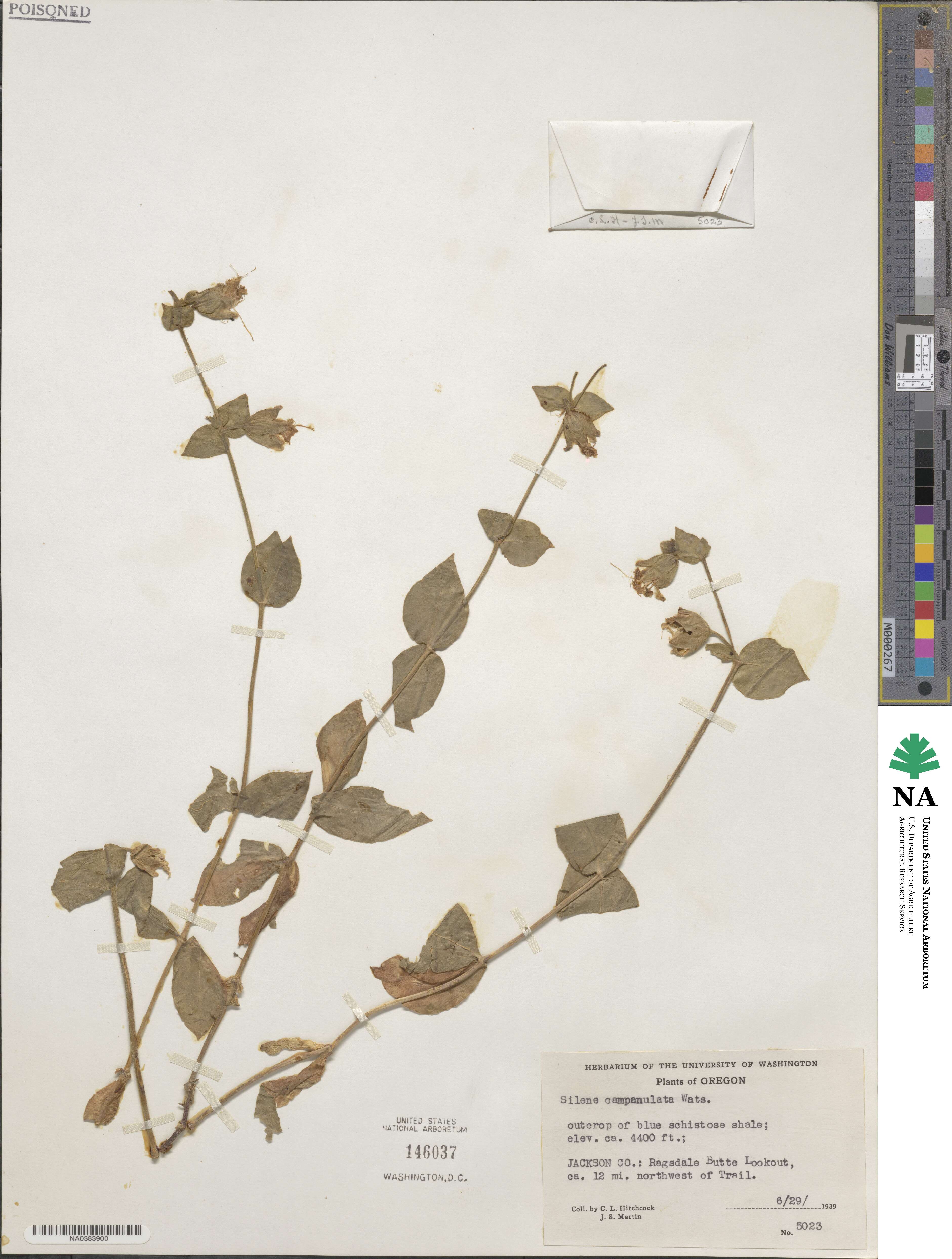 Silene campanulata image