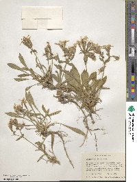 Silene caroliniana image