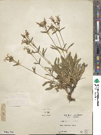 Silene caroliniana image