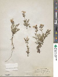 Silene caroliniana image