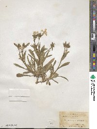 Silene caroliniana image