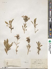 Silene caroliniana image