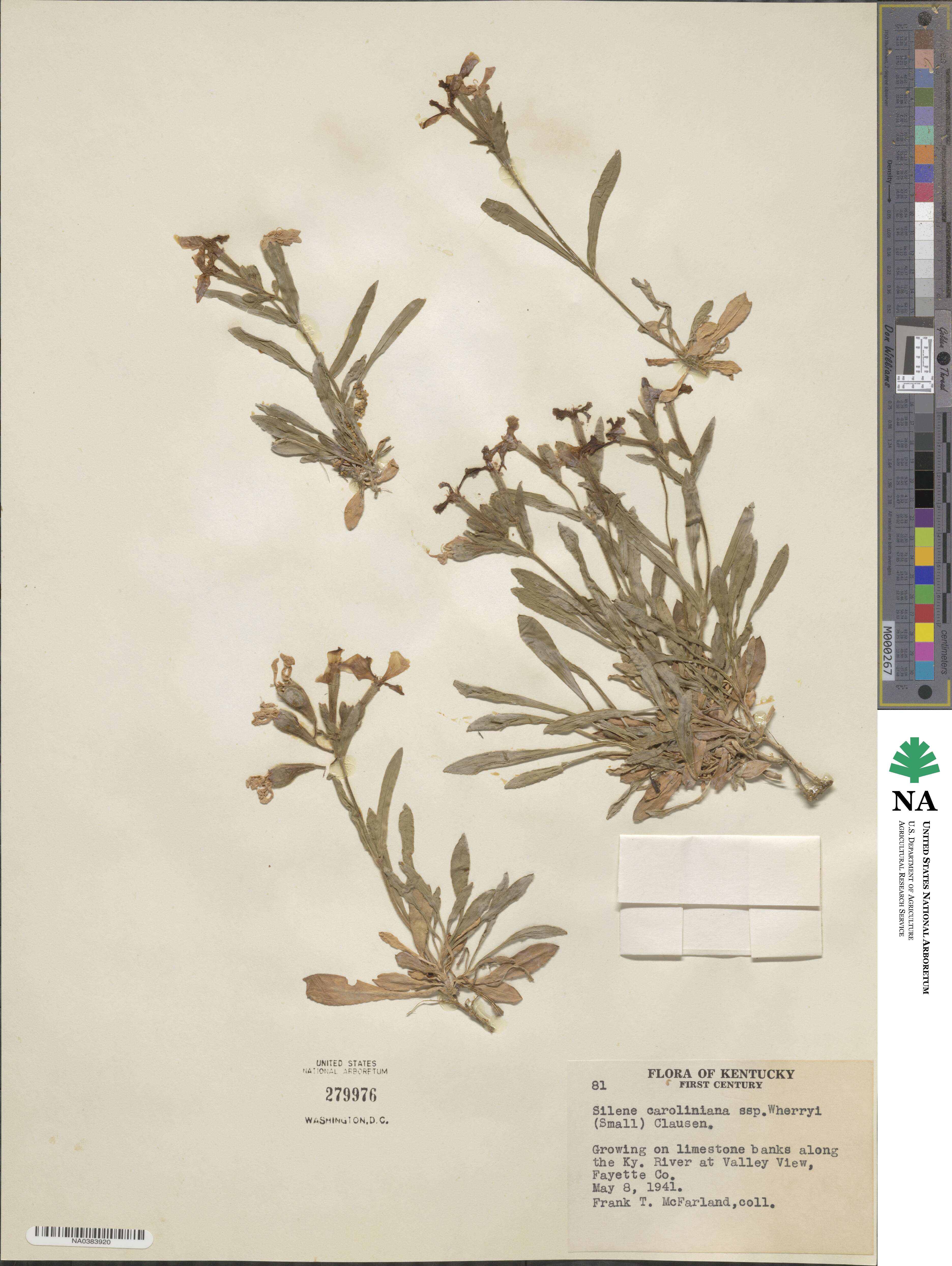 Silene caroliniana subsp. wherryi image