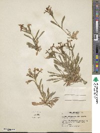 Silene caroliniana subsp. wherryi image