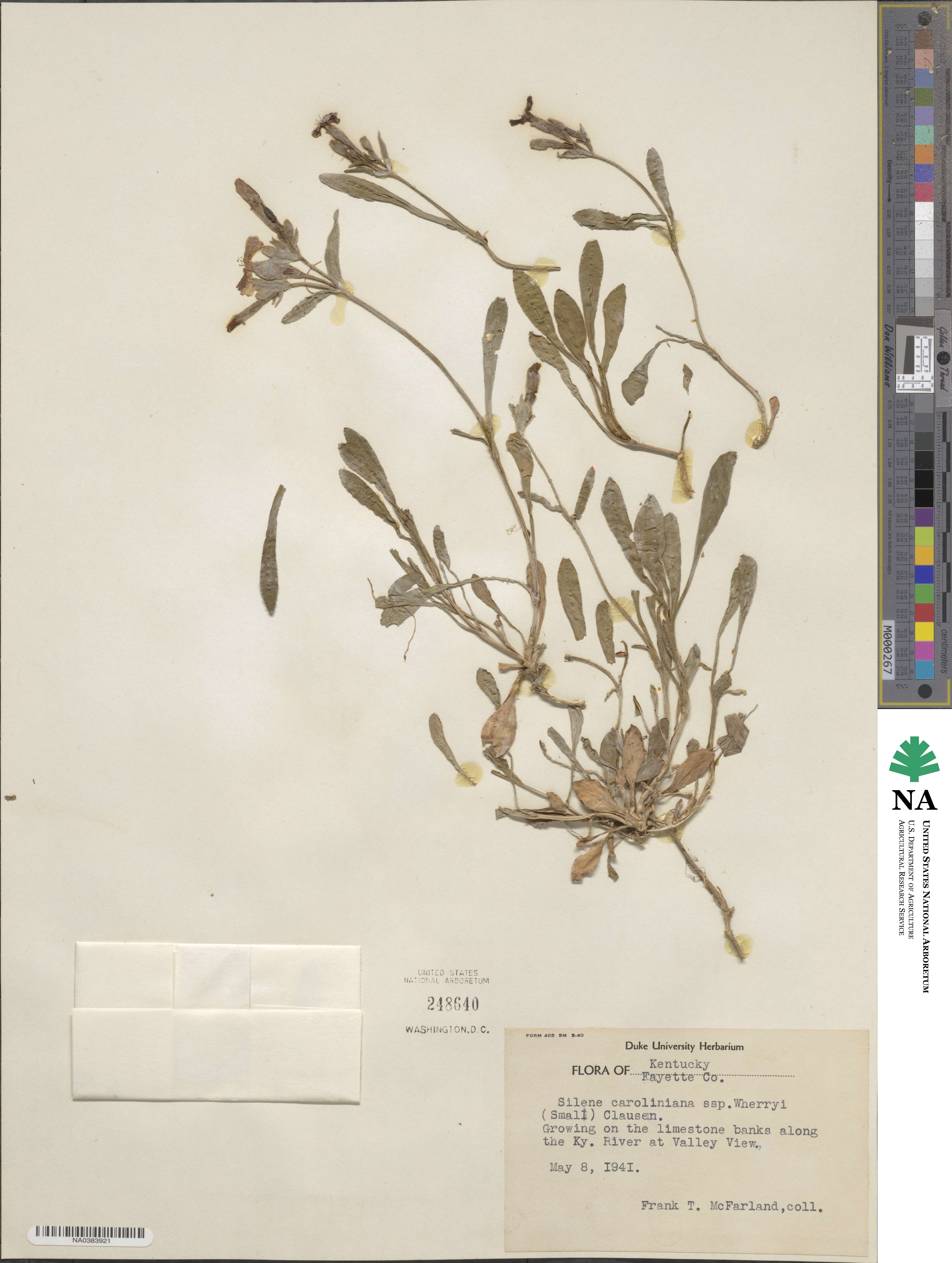 Silene caroliniana subsp. wherryi image