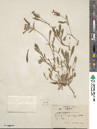 Silene caroliniana image