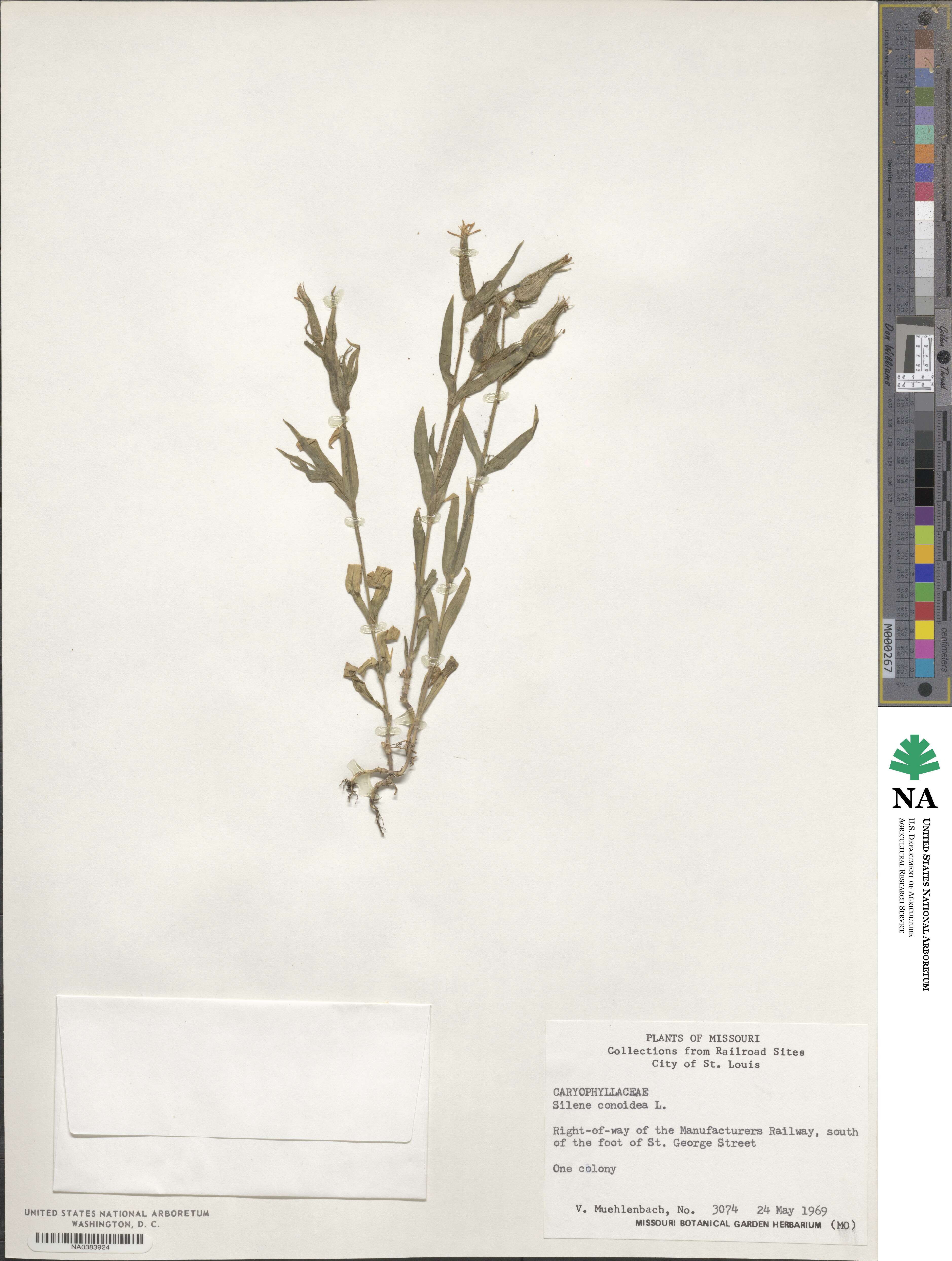 Silene conoidea image
