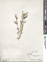 Silene conoidea image