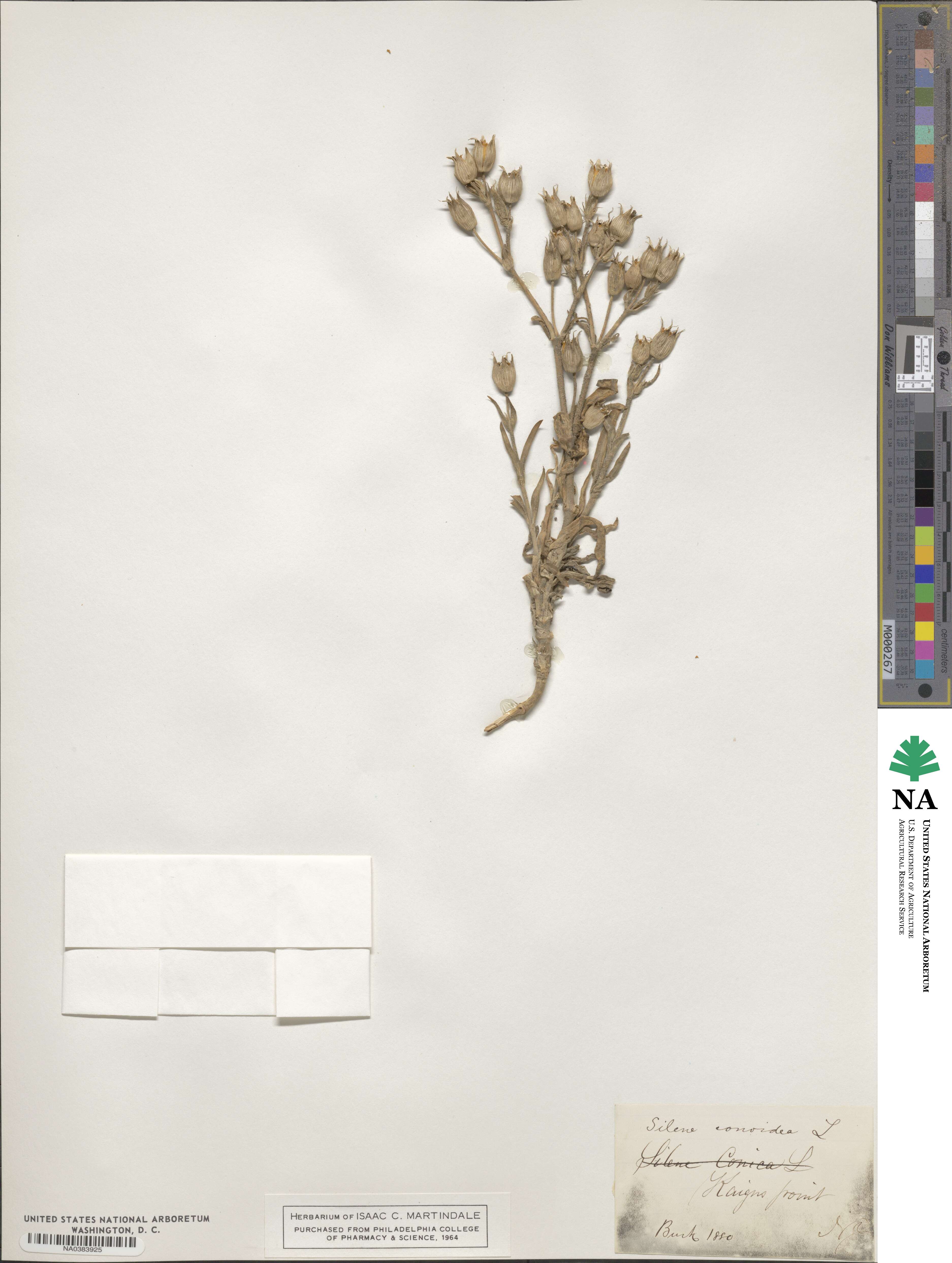 Silene conoidea image