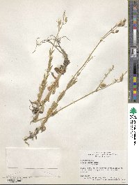 Silene csereii image