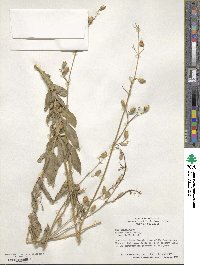 Silene csereii image