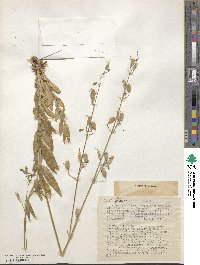 Silene csereii image