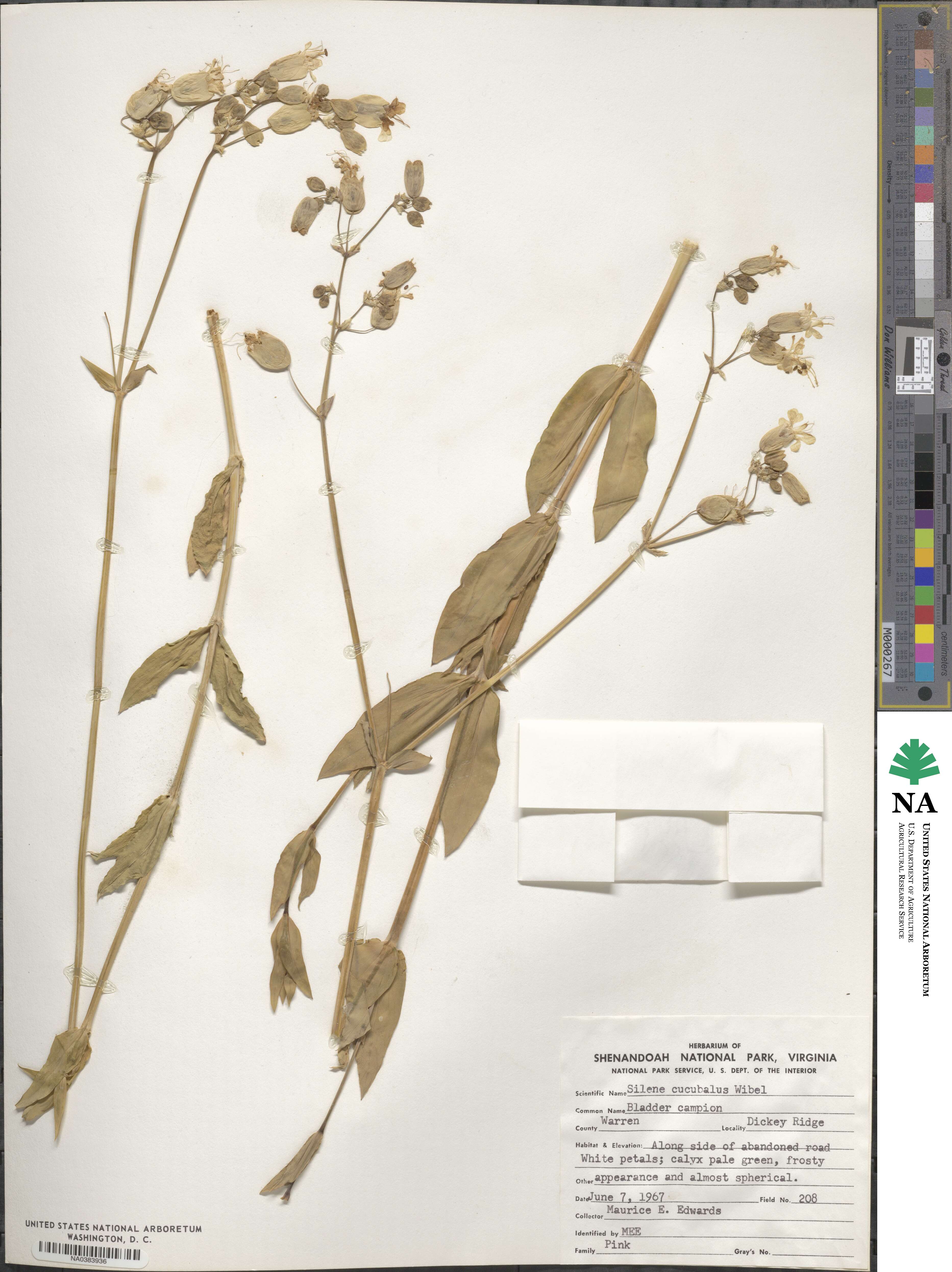 Silene vulgaris subsp. vulgaris image