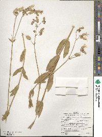 Silene vulgaris image