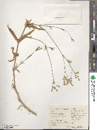 Silene vulgaris subsp. vulgaris image