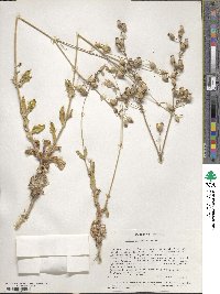 Silene vulgaris subsp. vulgaris image