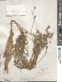 Silene vulgaris image