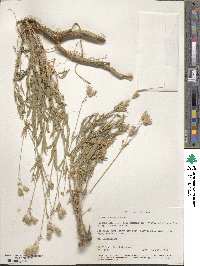 Silene vulgaris image