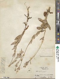 Silene vulgaris subsp. vulgaris image