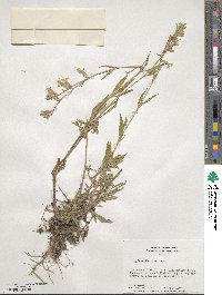 Silene dichotoma image