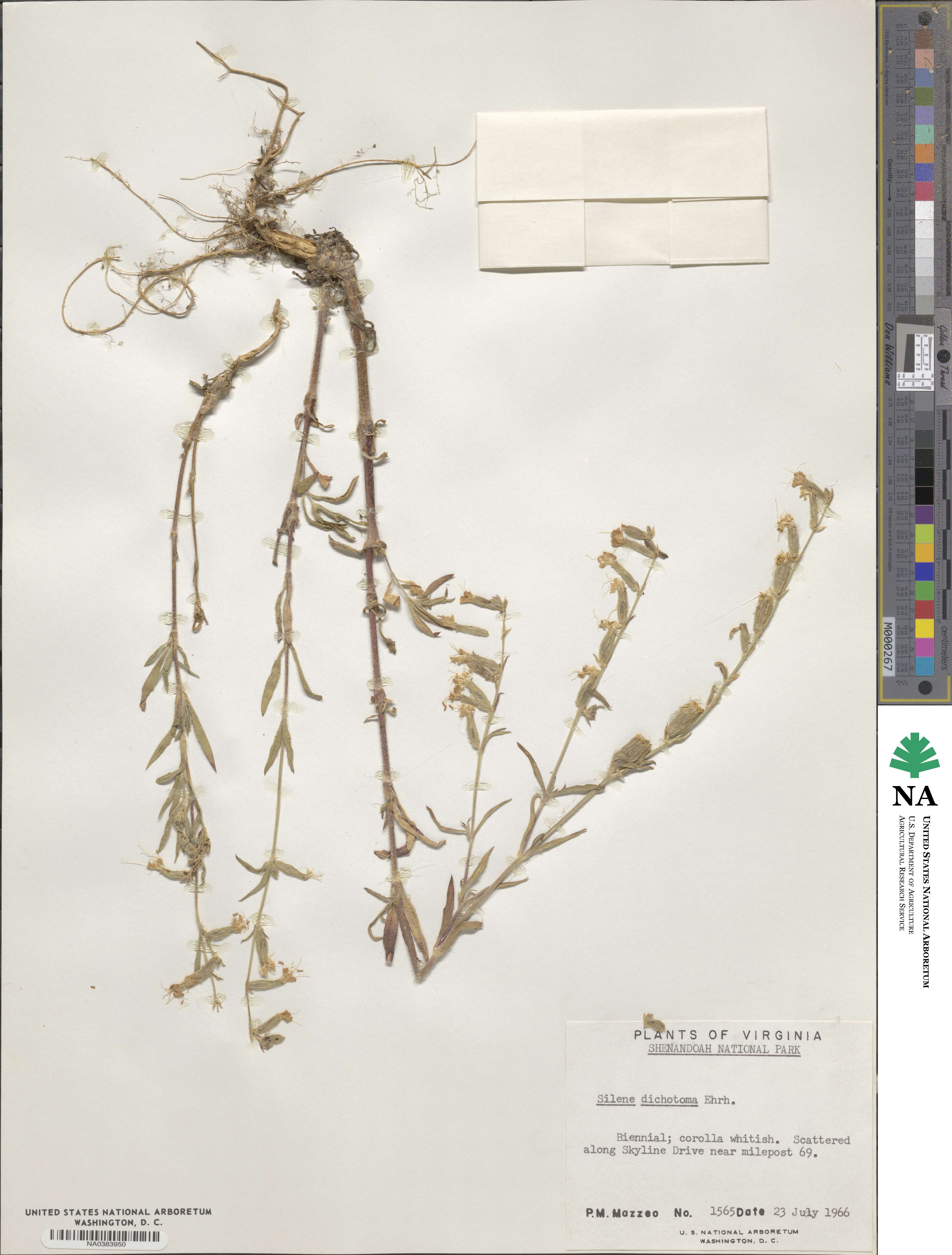 Silene dichotoma image