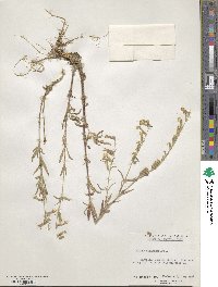 Silene dichotoma image