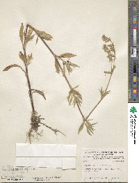 Silene dichotoma image